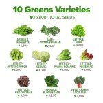 5,000+ Non-GMO Heirloom Lettuce Seeds Variety Pack