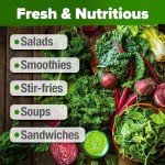 5,000+ Non-GMO Heirloom Lettuce Seeds Variety Pack