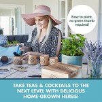 Indoor Herb Garden Starter Kit for Tea