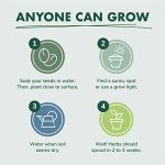 Indoor Herb Garden Starter Kit for Tea