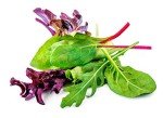 Heirloom Lettuce Spring Mix Seeds for Hydroponics