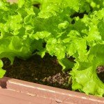 20,000+ Heirloom Lettuce Seeds for Indoor Gardens