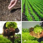 20,000+ Heirloom Lettuce Seeds for Indoor Gardens