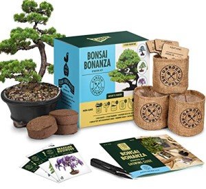 Mini Bonsai Tree Seed Starter Kit with Soils