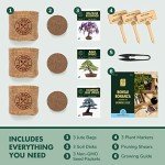 Mini Bonsai Tree Seed Starter Kit with Soils