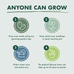 Mini Bonsai Tree Seed Starter Kit with Soils