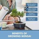 Mini Bonsai Tree Seed Starter Kit with Soils