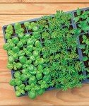 Burpee Indoor Herb and Vegetable Starter Kit