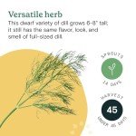 Fernleaf Dill Seed Pod Kit for Hydroponics - 4-Pack