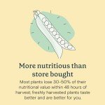 Fernleaf Dill Seed Pod Kit for Hydroponics - 4-Pack