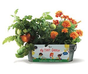 Kids Windowsill Garden Kit: Tomato & Marigold