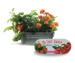 Kids Windowsill Garden Kit: Tomato & Marigold
