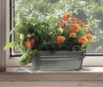 Kids Windowsill Garden Kit: Tomato & Marigold