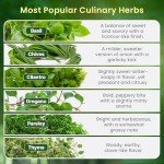 Indoor Herb Garden Kit with Non-GMO Seeds