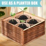 Indoor Daisy Garden Starter Kit with Tools