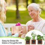 Herb Garden Kit with Non-GMO Seeds and Soil