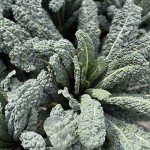 Organic Lettuce Seeds Collection - 10 Pack