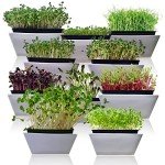 Assorted Microgreens Seed Pack for Indoor Gardening