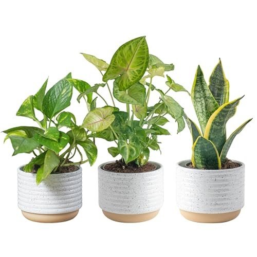 Indoor Garden Plants
