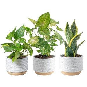 Easy Care Indoor Houseplants - 3 Pack Set