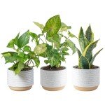 Easy Care Indoor Houseplants - 3 Pack Set