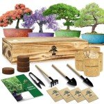 Bonsai Tree Starter Kit for Indoor Gardening
