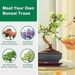Bonsai Tree Starter Kit for Indoor Gardening