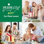 Bonsai Tree Starter Kit for Indoor Gardening