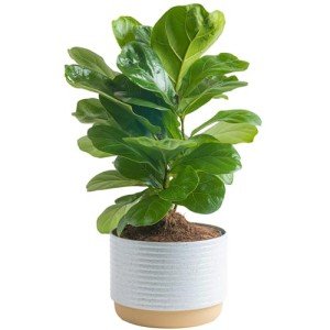 Little Fiddle Leaf Fig Plant in Pot