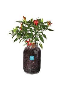 Non-GMO Chili Pepper Windowsill Grow Kit