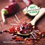 Non-GMO Chili Pepper Windowsill Grow Kit