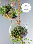 50 Easy Mini Indoor Gardens for Small Spaces