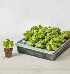 Burpee SuperSeed Indoor Garden Seed Starting Tray