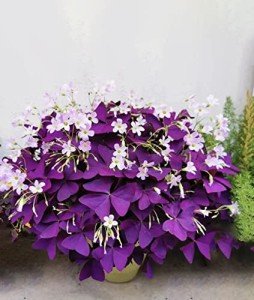 12 PCS Purple Shamrock Bulbs for Indoor Gardens
