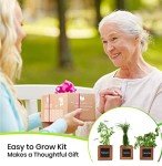 Indoor Herb Garden Kit with Wooden Pots & Seeds