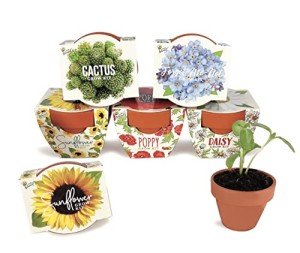 Buzzy Seeds Mini Terracotta Grow Pots - 6-Pack