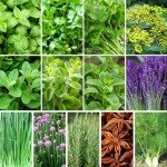 Heirloom Culinary Herb Seeds Gift Pack - 15,000+ Seeds