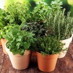 Heirloom Culinary Herb Seeds Gift Pack - 15,000+ Seeds