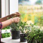 Heirloom Culinary Herb Seeds Gift Pack - 15,000+ Seeds