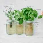 Heirloom Culinary Herb Seeds Gift Pack - 15,000+ Seeds