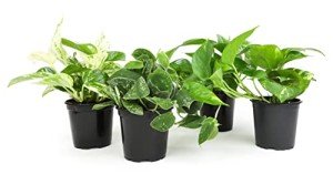 Pothos Indoor Plants Set of 4 – Houseplants
