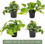 Pothos Indoor Plants Set of 4 – Houseplants