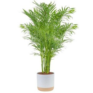 Costa Farms Cat Palm – Indoor Houseplant in Pot