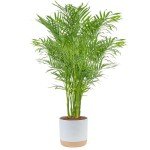 Costa Farms Cat Palm – Indoor Houseplant in Pot