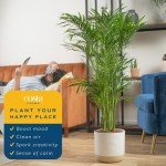 Costa Farms Cat Palm – Indoor Houseplant in Pot