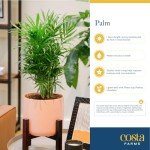 Costa Farms Cat Palm – Indoor Houseplant in Pot