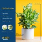 Costa Farms Dieffenbachia - Easy Care Indoor Plant