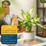 Costa Farms Dieffenbachia - Easy Care Indoor Plant