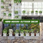 DIY Indoor Herb Garden Starter Kit with Seeds