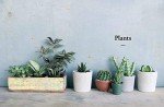 Kew Gardener’s Guide: Growing House Plants Volume 3
